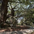 新北「微笑山線」百年榕園梵唱音樂會 中和圓通寺6/14療癒登場
