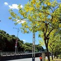 畢業季的燦爛禮讚！北市街頭盛開阿勃勒熱情喝采
