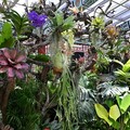 士林官邸雨林植物展 欣賞熱帶生態之美