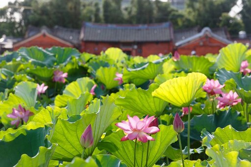 桃園「蓮饗樂園」蓮花季 體驗從田間到餐桌的樂趣