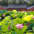 桃園「蓮饗樂園」蓮花季 體驗從田間到餐桌的樂趣