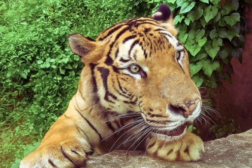 暑假樂翻天!高雄「壽山動物園」兒童免費入園 加碼昆蟲特展