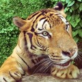 暑假樂翻天！高雄「壽山動物園」兒童免費入園 加碼昆蟲特展