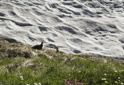盛夏賞雪、９月追楓～立山黑部夏秋這樣玩