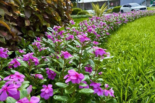 日日春好顏色 彩繪夏日台北街頭
