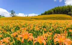 萌力全開！花蓮六十石山、赤科山花海綻放 金針花季正式開跑