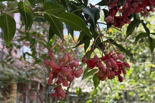 陽明山紅果炸裂！野鴉椿宣告夏秋交替