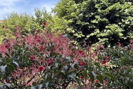 陽明山紅果炸裂！野鴉椿宣告夏秋交替