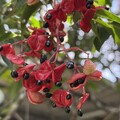 陽明山紅果炸裂！野鴉椿宣告夏秋交替