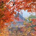 美麗中華神州遊 走進紅葉秘境 邂逅金秋「楓」光