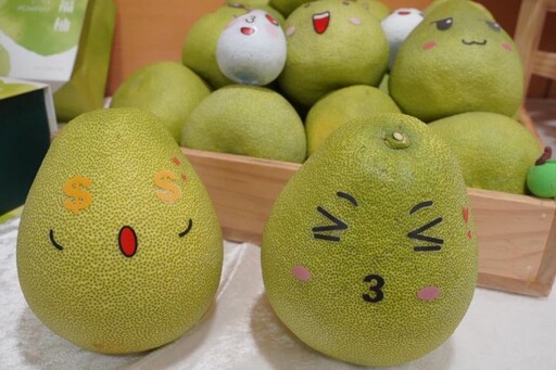 文旦柚上市!新北市「文旦柚展售會」及各項活動登場