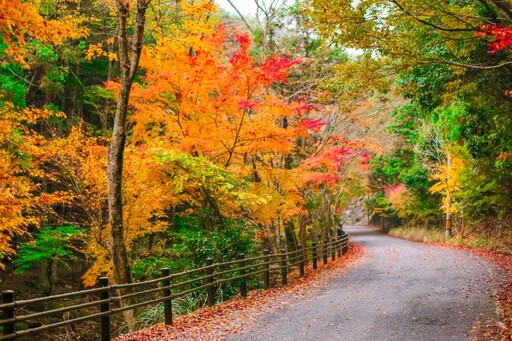 長崎超人氣！壽福寺「倒映紅葉」2025公開日期公佈