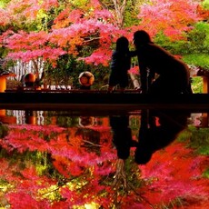 長崎超人氣！壽福寺「倒映紅葉」2025公開日期公佈