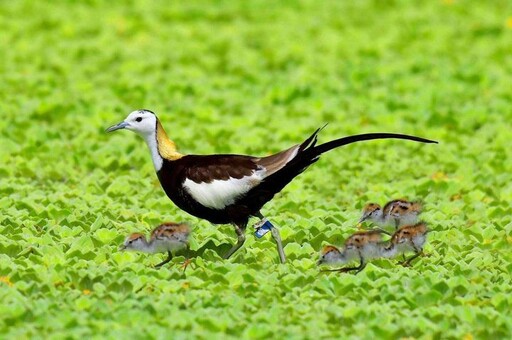 美濃湖溼地工程成功復育水雉 成為親子生態旅遊的好去處