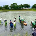美濃湖溼地工程成功復育水雉 成為親子生態旅遊的好去處