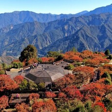 12月入住阿里山賓館 攝影達人帶你美拍夢幻楓紅雲海