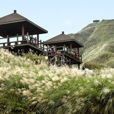 東北角秋遊芒花季登場！搭台灣好行感受浪漫芒花秋意