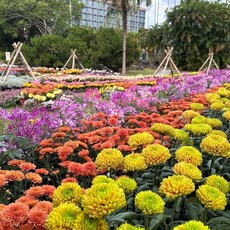 年度花季盛事11/28壓軸登場 士林官邸菊展15展區「藝菊圓夢」