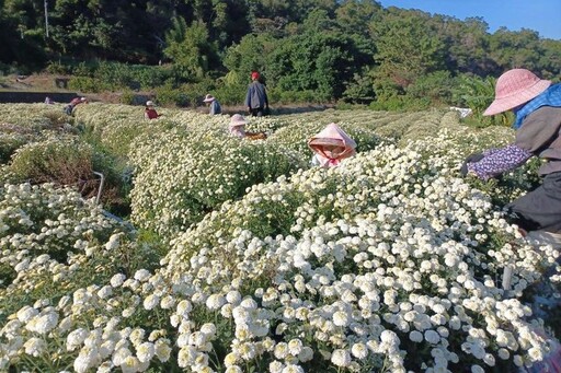 走進雪白花海 一起來場香氣滿滿的杭菊之旅！
