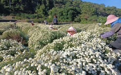 走進雪白花海 一起來場香氣滿滿的杭菊之旅！