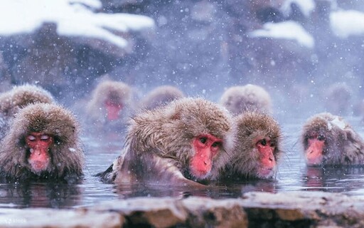 日韓冬季限時下殺 人氣行程買1送1、滑雪體驗88折