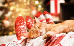 美麗中華精選 擁抱一場溫暖的旅行 體驗「貓冬」滋味