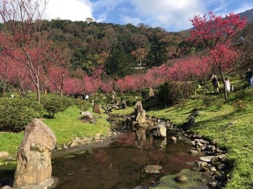 公主駕到！陽明山花季與迪士尼共譜春日童話