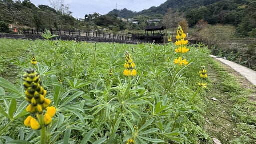 蛇年搭貓纜賞花！魯冰花進入盛花期