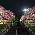 內湖緋紅櫻花夜景 超浪漫城市粉紅風景線