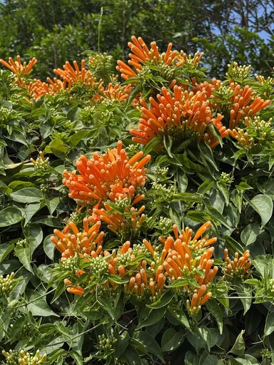 花博圓山園炮仗花開 絕美橘紅瀑布活力滿滿