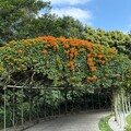 花博圓山園炮仗花開 絕美橘紅瀑布活力滿滿