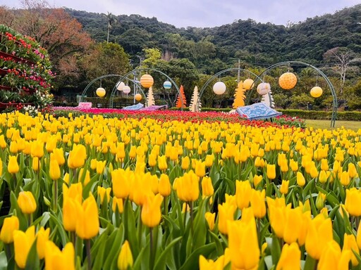 台北市花季展3月開跑 鬱金香、杜鵑、玫瑰、海芋延續春天浪漫