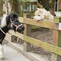 來動物園遇見動物 散步中的迷你馬、家驢超Cute