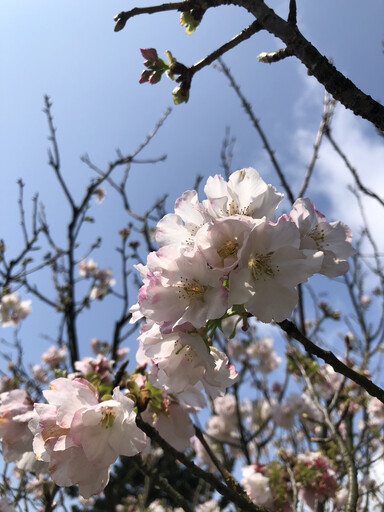 陽明山花季倒數計時！吉野櫻壓軸盛開