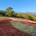 三層崎花海3/31結束！千張祈願小花卡超熱門 快把握機會來寫下心願