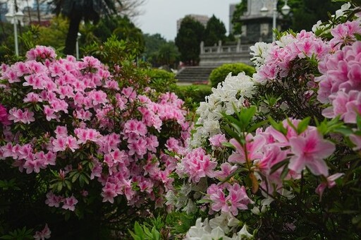 來趟台北杜鵑花主題之旅！把握最後花期感受浪漫情懷