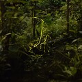 木柵公園萃湖螢光熠熠 賞螢趁現在！