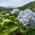 初夏郊遊賞花去！歡迎民眾到北投湖田賞繡球花
