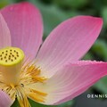 台北南港賞荷秘境 夏日打卡賞花好去處
