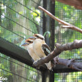 臺北市立動物園笑翠鳥家族添丁 歡迎大小朋友到雨林區觀賞小「菜鳥」