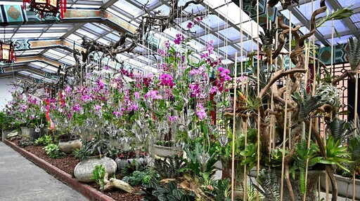 秋天賞花趣 士林官邸秋石斛展至10月中旬