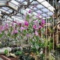 秋天賞花趣 士林官邸秋石斛展至10月中旬