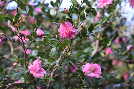 賞楓、觀銀杏、看茶梅 秋天上陽明山秘境賞花