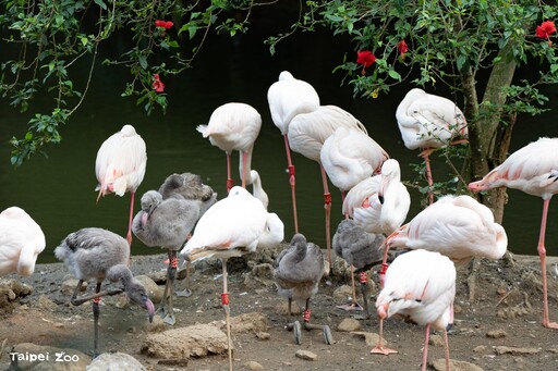 快來看!大紅鶴寶寶成群登場 動物園掀起可愛暴動