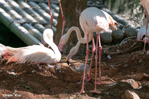 快來看!大紅鶴寶寶成群登場 動物園掀起可愛暴動