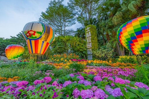 13萬盆菊花與藝術碰撞火花！士林官邸菊展盛大亮相