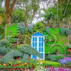 13萬盆菊花與藝術碰撞火花！士林官邸菊展盛大亮相