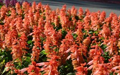 冬季最強暖色系花海在這！仁愛圓環周遭美到像開了濾鏡