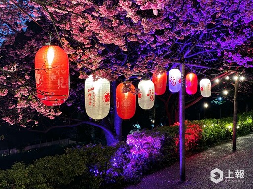 淡水天元宮夜櫻季浪漫開跑！三色櫻滿開春節連假花期最美