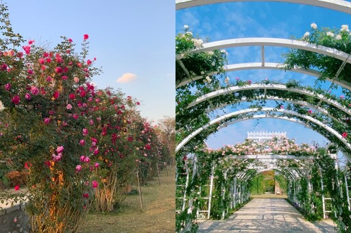 台南新景點「雅聞湖濱療癒森林」試營運！浪漫玫瑰花園、歐風造景免費拍